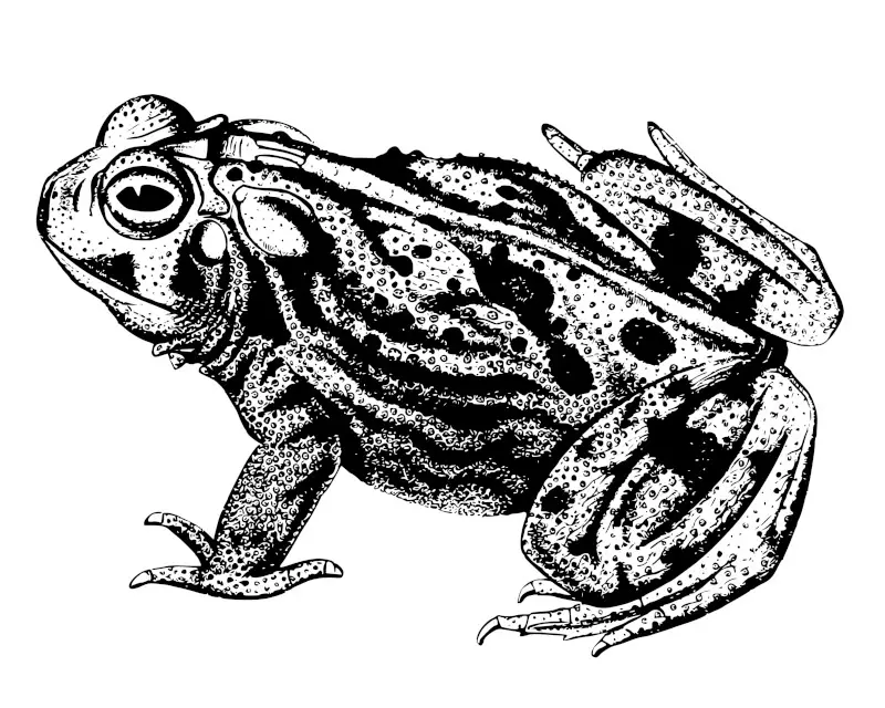 Toad png sticker, vintage frog illustration